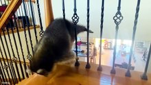 Animals Acting Like Total Comedians 😂 Funniest Animal Videos