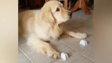 Animals Acting Smarter Than Humans 😲 Funniest Smart Animal Moments