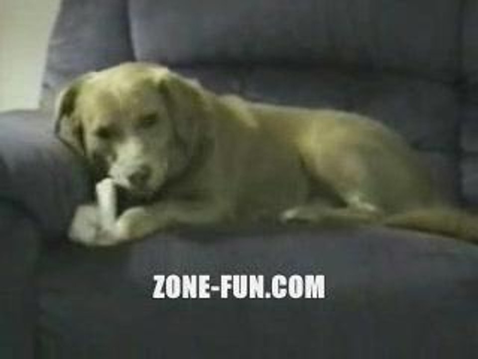 Chien-scyzophrene