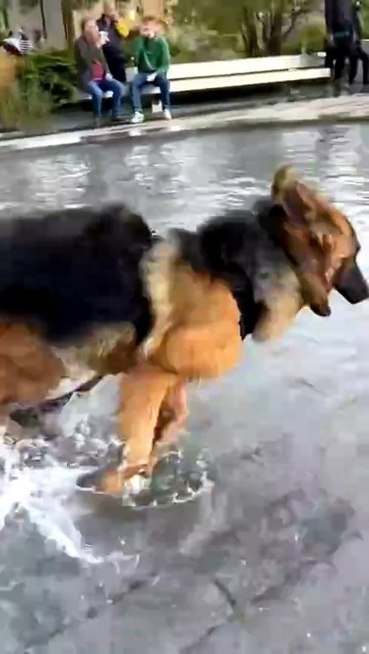 🤣🤣Funny German Shepherd dogs 🐕#reels#viralvedio#shortvedio#German Shepherd follow me on daily motion channels