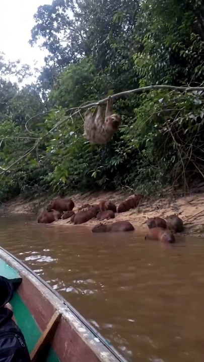 The sloth falls into the water and although he...