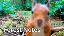 Forest Notes | EP. 6 — Young Explorers | Squirrels, Waterhole & Summer Wildlife