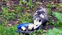 how long opossum pregnant