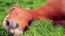 Cute and funny animals