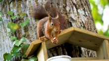 squirrels hunting season