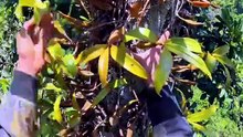 Madu Hutan Pilihan Alam