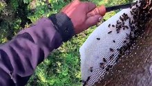 A Drop of Nature’s Honey