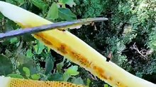 Madu Hutan, Manisnya Alam