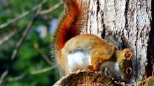 squirrel hunting season Tennessee