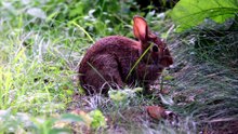 why are cottontail rabbits endangered