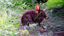 how long do cottontail rabbits live in captivity