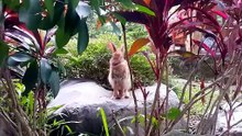 what do eastern cottontail rabbits eat