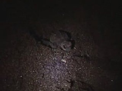 Bébés tortues à la mer ! Arcas Hawaii, Guatemala