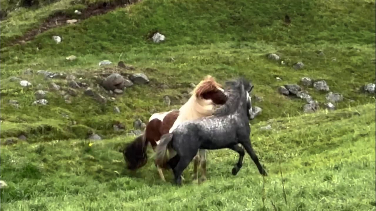 Icelandic Horses Fighting Battle