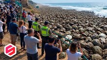 7 fenómenos extraños cuando miles de animales aparecen en la playa
