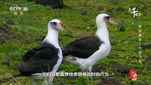 古怪飞羽.野地贏家 Wild Winners Freaky Feathers