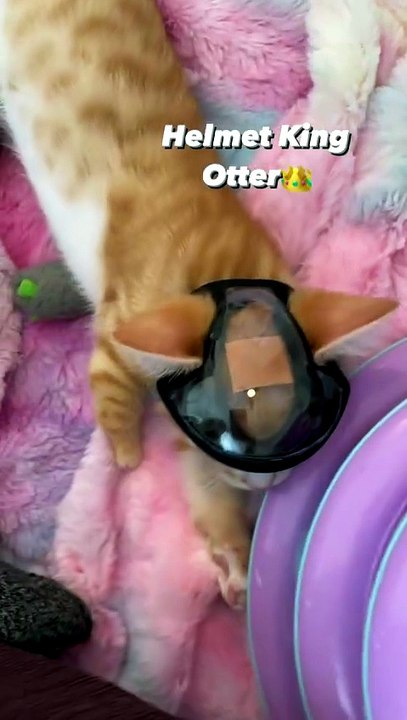 Helmet King Otter