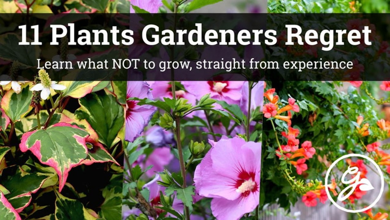 11 Plants Gardeners Regret Planting