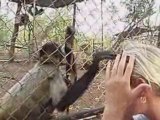 Volontariat Monkey Park, Portegolpe, Guanacaste, Costa Rica