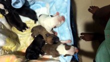 Cute little puppys
