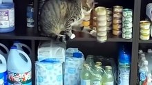 Gatos são Tranquilos?
