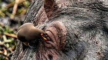 The Most Satisfying Wildlife Cleanup Ever