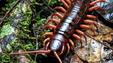 This Centipede Has Venomous Fangs on Its Legs! 🐛☠️ | Vietnamese Giant Centipede