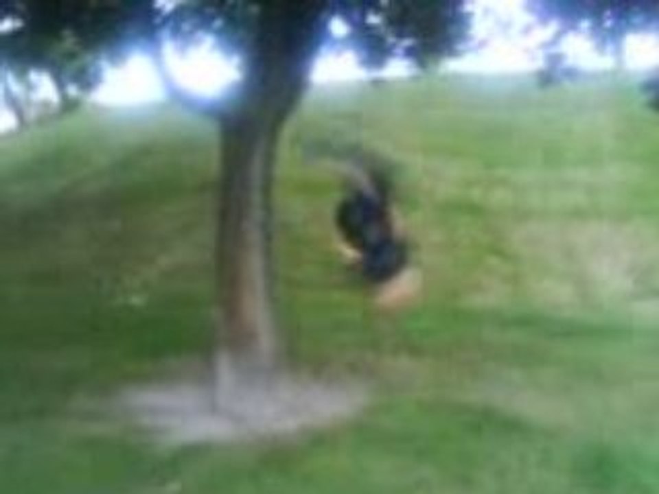 Salto contre un arbre