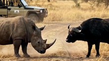They got closer… and neither one wanted to back down. 😳🦏🐃