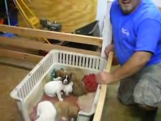 Une berceuse pour chiots