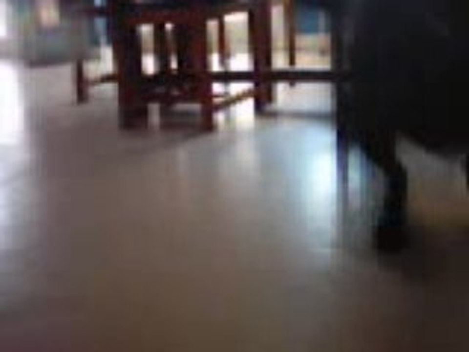 Kool chien