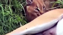 Breathtaking Safari Video Of A Wild Caracal Feeding On Antelope Prey In Dense Grassland