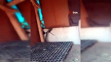 Köylünün dev belasını yine doğanın bir devi çözdü!