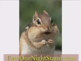 Expert Dating Tips Inspired by Chipmunks 🐿️