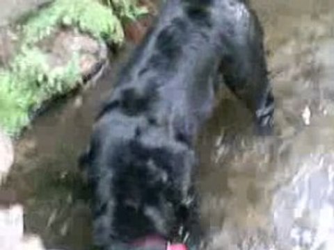 alice au bois de vincennes