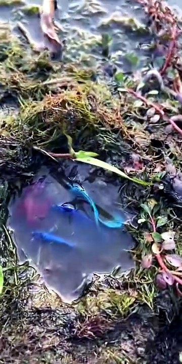 Where Do Betta Fish Live in the Wild? 🐠🌿