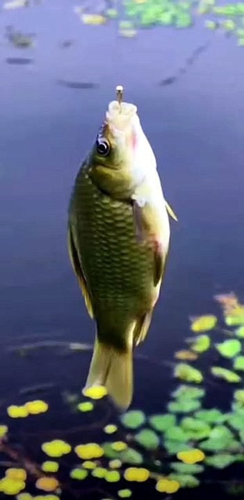 We’re Catching Giant Carp! 🐟🎣