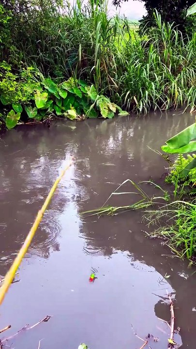 Catching a Giant Catfish in a Rice Field! 🌾🐟😱 You Won’t Believe This! 🔥