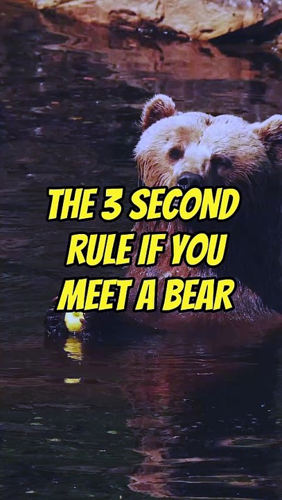 The 3-Second Rule If You Meet a Bear 🐻