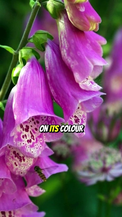 How to Know If a Plant Is Poisonous 🌿☠️