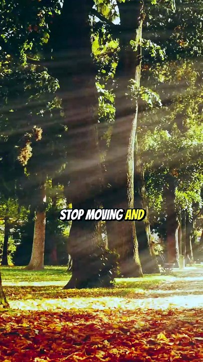 What to Do If You're Lost in the Woods 🌲