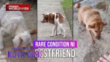 Ano ang Short Spine Syndrome sa mga aso? | Dami Mong Alam, Kuya Kim!