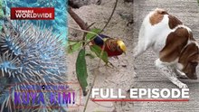 Mga aso, maiksi ang katawan?; Uri ng suso, kumakain daw ng coral reefs? | Dami Mong Alam, Kuya Kim!