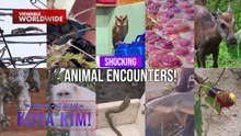 Ilan sa mga 'di inaasahang engkwentro sa mga hayop, panoorin! | Dami Mong Alam, Kuya Kim!
