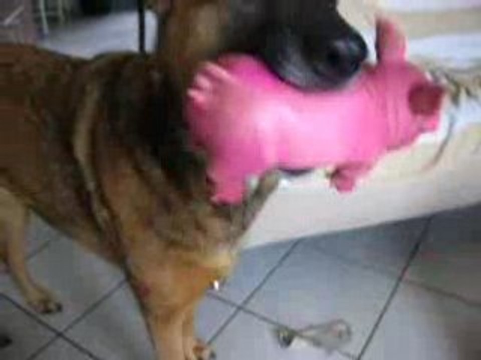 Mon chien et son cochon