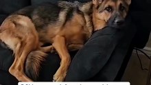 Funny German Shepherd dog 🐾🐾#cute😍😍#reels#viralreels#shortvedio#