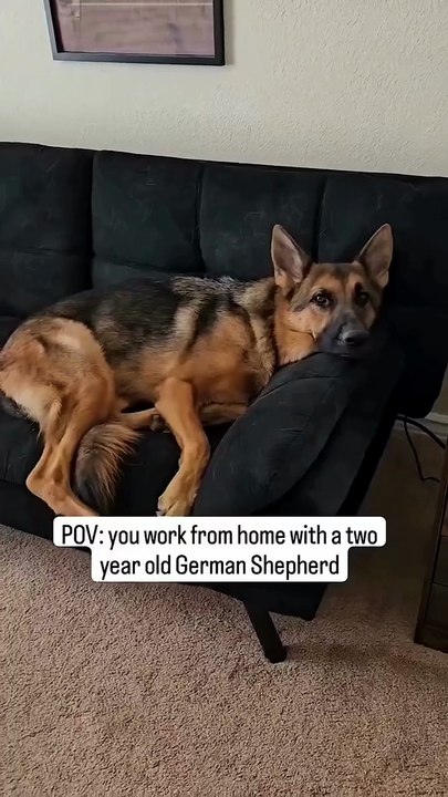 Funny German Shepherd dog 🐾🐾#cute😍😍#reels#viralreels#shortvedio#