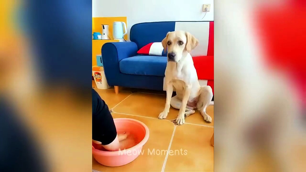 When Animals Have More Personality Than Humans 😂 #FunnyAnimals #Trending #Viral