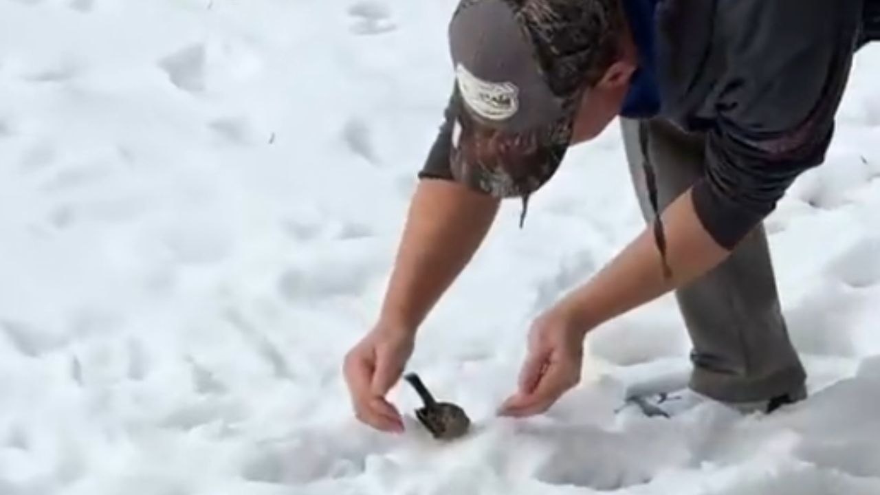 Compassionate Rescue: Couple Revives Injured Bird with Care