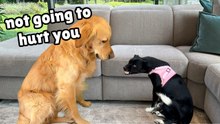 My Dog’s Gentle Approach to a Terrified Rescue Puppy